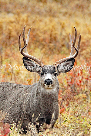 AW134 Mule Deer