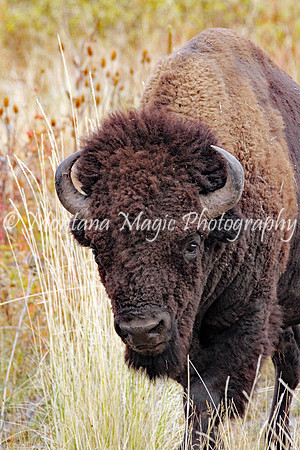 AW111 Bison