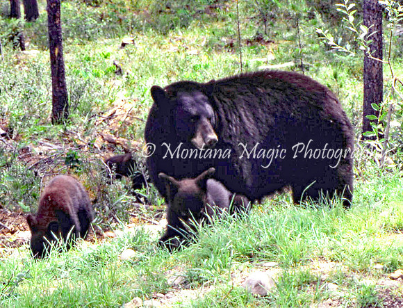 AW102 Black Bear & Cubs