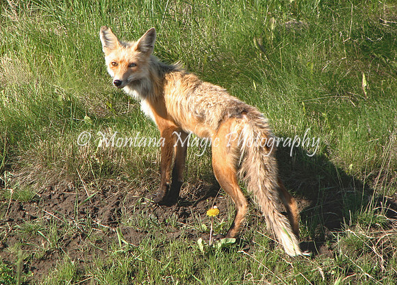 AW103 Fox