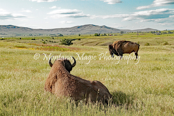 AW116 Where the Buffalo Roam