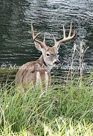 AW120 White-tail Buck