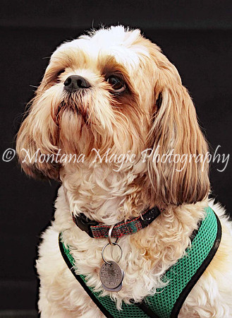 Scout_0266