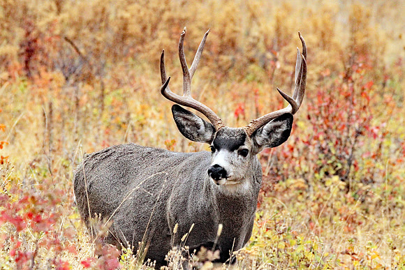 AW133 Mule Deer