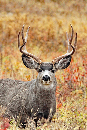 AW134 Mule Deer