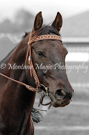 Bentley_4593-A