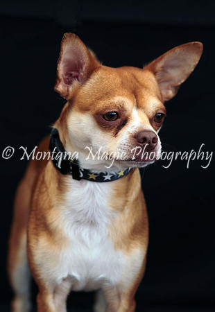 Monkey_0486