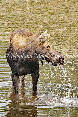 AW125 Moose