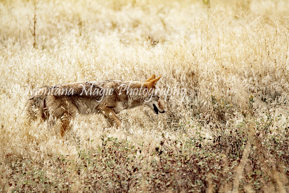 AW137 Coyote