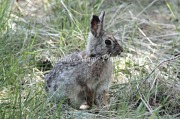 AW139 Cottontail