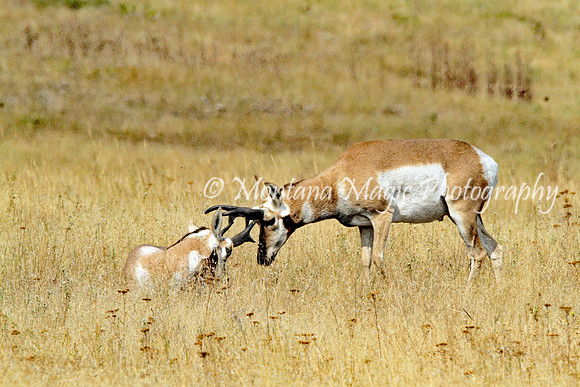 AW136 Pronghorn