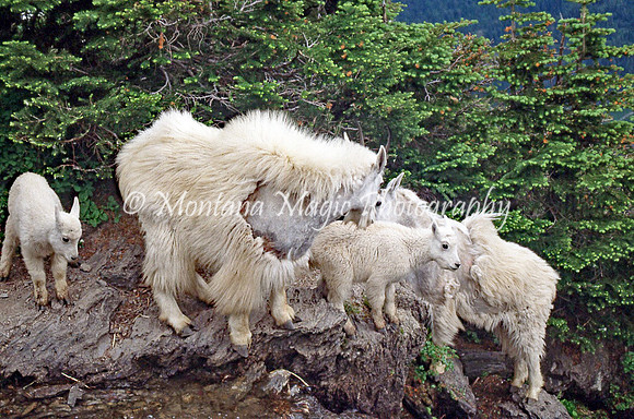 AW138 Mountain Goats