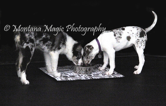 ADP109 Puppy Pals