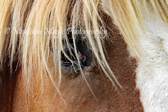 ADP110 Blondie