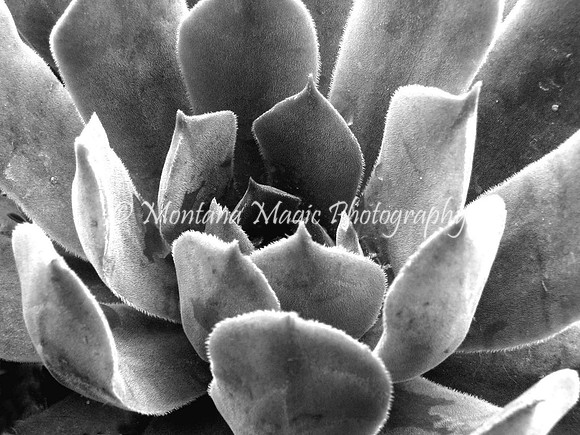 BW103 Hen & Chicks