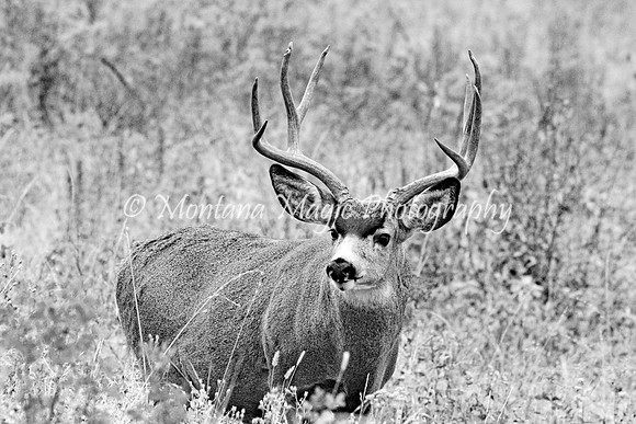 BW116 Mule Deer
