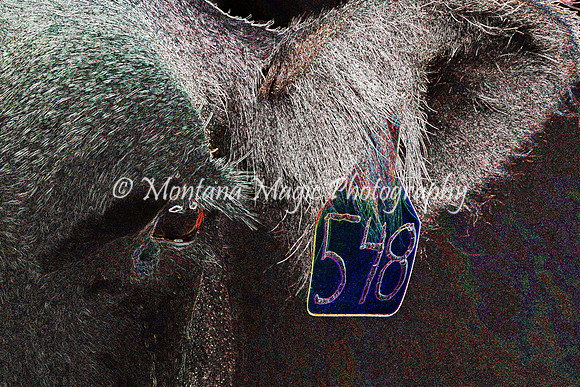 FR108 No. 548