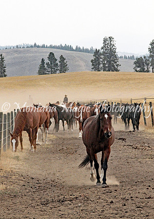 FR110 Bringing in the Herd