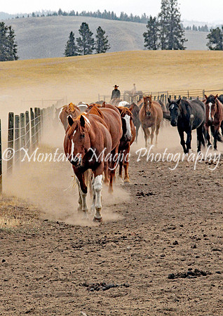 FR111 Bringing in the Herd