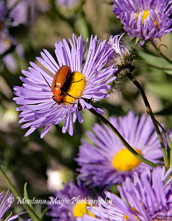 IS103 Beetle on Aster