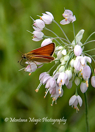 IS102 Moth on Nodding Onion