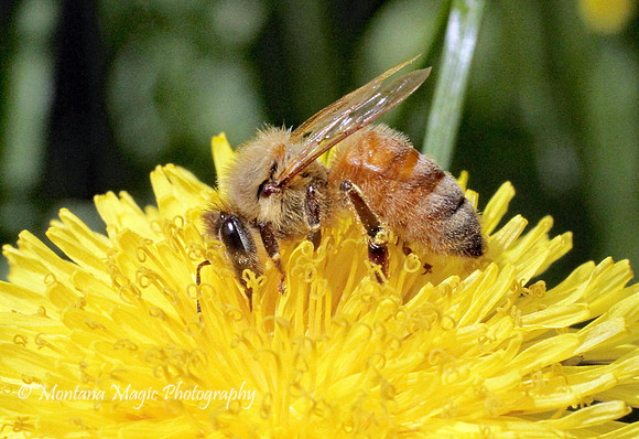 IS104 Honeybee on Dandelion