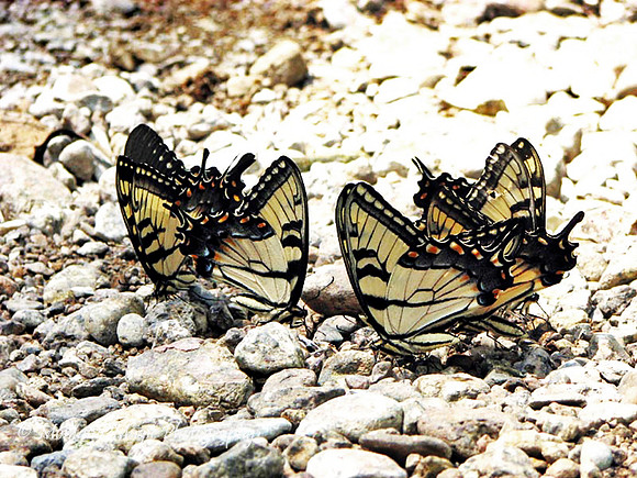 IS106 Eastern Swallowtails