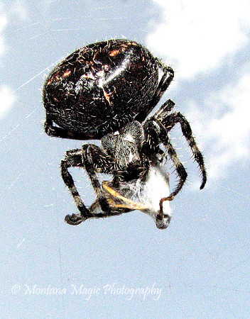 IS107 Garden Spider