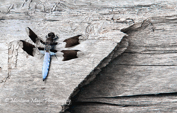 IS108 Whitetail Skimmer Dragonfly