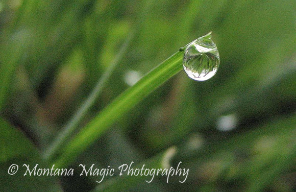 MS102 Dew