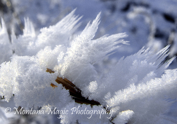 MS103 Hoar Frost