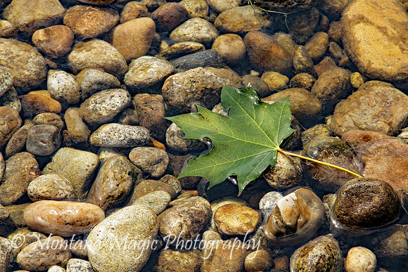 MS105 Fallen Leaf