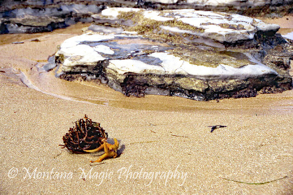 MS106 Low Tide