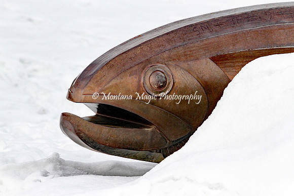 MS107 Salmon in Snow