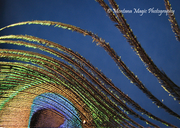 MS111 Peacock Feather