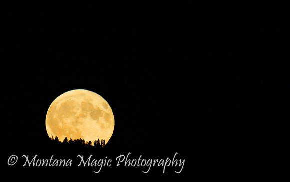 MS117 Harvest Moon