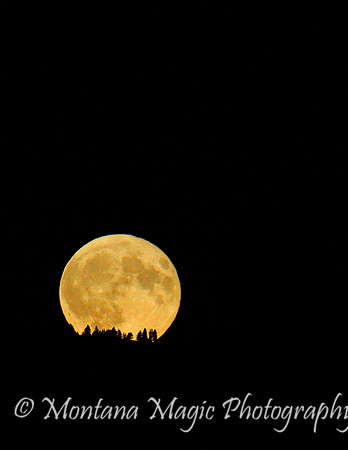 MS118 Moonstruck
