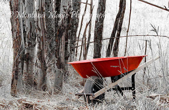 MS119 The Red Wheelbarrow