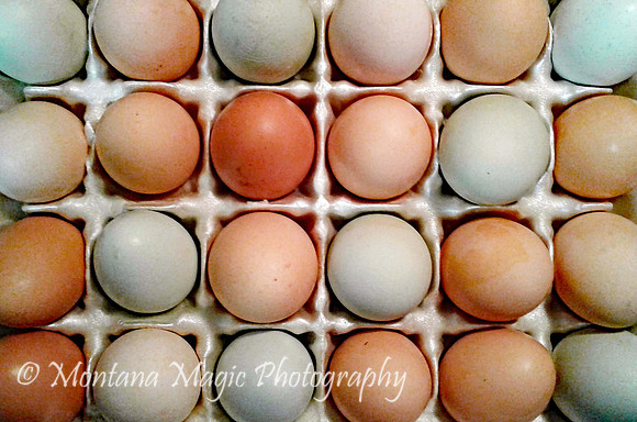 MS122 Eggs