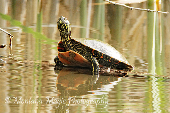 RA101 Western Painted Turtle