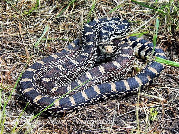 RA103 Bull Snake