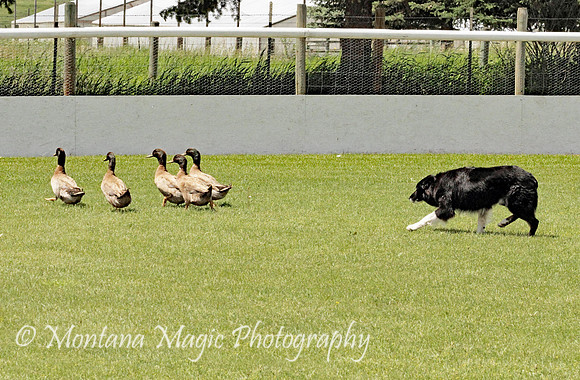 Hank_0414