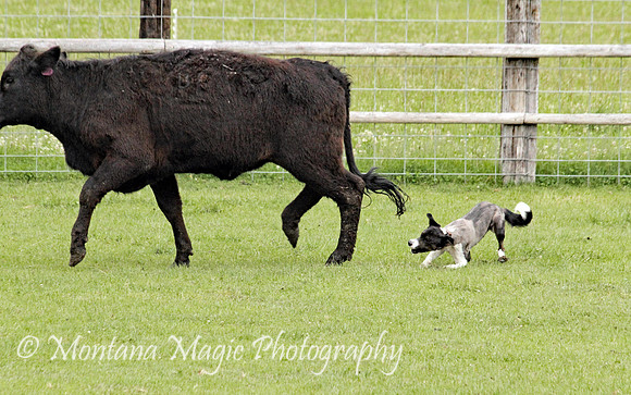 Josie_0071