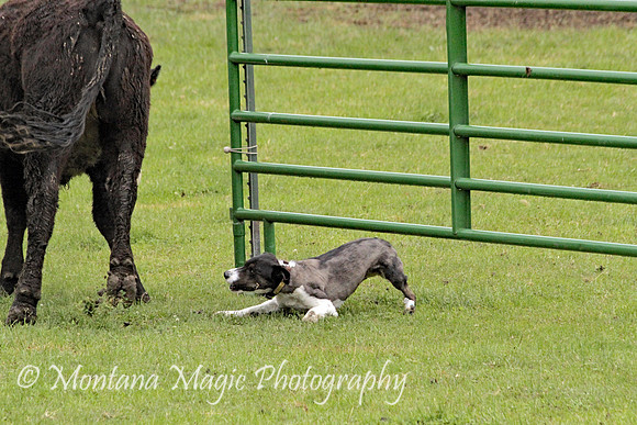 Josie_0068