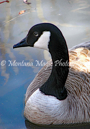 BD102 Canada Goose
