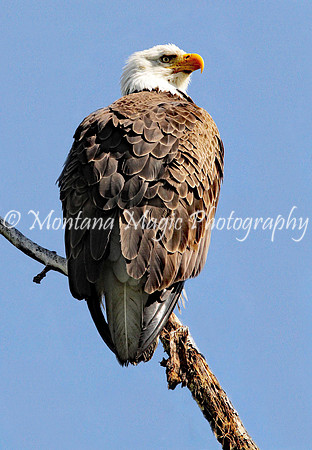 BD101 Bald Eagle