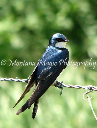 BD104 Tree Swallow