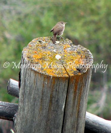 BD105 House Wren