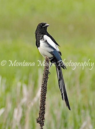 BD103 Black-billed Magpie