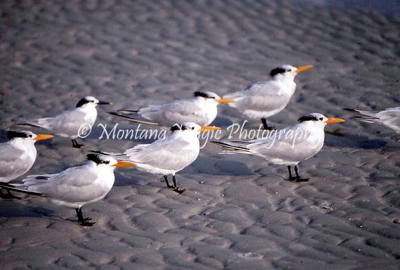 BD107 Royal Terns
